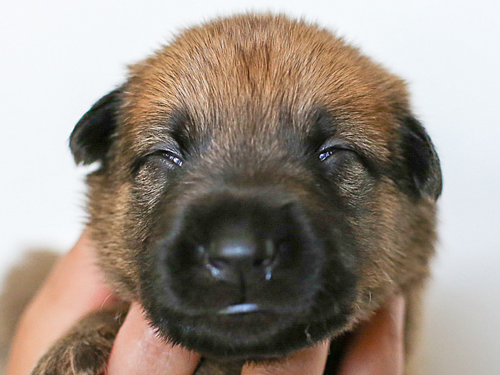 chinook puppy